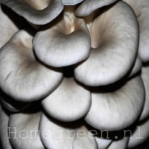 images/productimages/small/pleurotus ostreatus shop 1.jpg